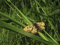 Carterocephalus silvicola 6, Geelbont dikkopje, Saxifraga-Rob Felix : Animalia, Arthropoda, Insecta, Lepidoptera, animal, arthropod, butterfly, dier, dieren, geleedpotige, geleedpotigen, insect, insecten, vlinder, vlinders