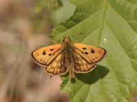 Carterocephalus silvicola 7, Geelbont dikkopje, Saxifraga-Bas Klaver