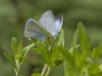 Celastrina argiolus 10, Boomblauwtje, display, Vlinderstichting-Henk Bosma