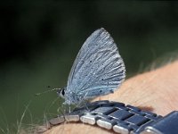 Celastrina argiolus 15, Boomblauwtje, Vlinderstichting-Kars Veling