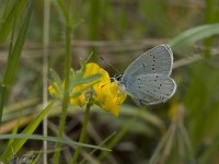 Celastrina argiolus 17, Boomblauwtje, Vlinderstichting-Henk Bosma