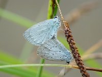 Celastrina argiolus 2, Boomblauwtje, Vlinderstichting-Henk Bosma