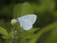 Celastrina argiolus 22, Boomblauwtje, Saxifraga-Jan van der Straaten