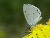 Celastrina argiolus 24, Boomblauwtje, Vlinderstichting-Chris van Swaay  7.27 14:06