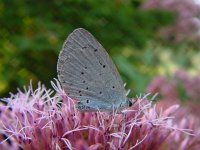 Celastrina argiolus 25, Boomblauwtje, Vlinderstichting-Fons Bongers