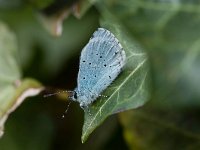 Celastrina argiolus 26, Boomblauwtje, Vlinderstichting-Henk Bosma