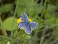 Celastrina argiolus 27, Boomblauwtje, Vlinderstichting-Henk Bosma