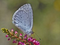 Boomblauwtje #02c : Celastrina argiolus, Boomblauwtje