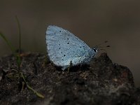 Celastrina argiolus 29, Boomblauwtje, Saxifraga-Arthur van Dijk