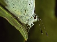 Celastrina argiolus 3, Boomblauwtje, Vlinderstichting-Ab H Baas