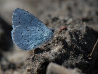 Celastrina argiolus 30, Boomblauwtje, Saxifraga-Arthur van Dijk