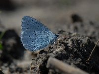 Celastrina argiolus 31, Boomblauwtje, Saxifraga-Arthur van Dijk