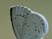 Celastrina argiolus 32, Boomblauwtje, Saxifraga-Arthur van Dijk