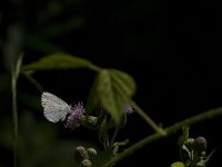 Celastrina argiolus 34, Boomblauwtje, Saxifraga-Jan van der Straaten