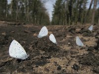 Celastrina argiolus 35, Boomblauwtje, Saxifraga-Rob Felix : Animalia, Arthropoda, Insecta, Lepidoptera, animal, arthropod, butterfly, dier, dieren, geleedpotige, geleedpotigen, insect, insecten, vlinder, vlinders