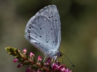 Celastrina argiolus 36, Boomblauwtje, Saxifraga-Ab H Baas