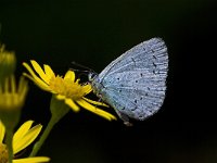 Celastrina argiolus 37, Boomblauwtje, Saxifraga-Rik Kruit