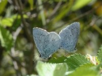 Celastrina argiolus 41, Boomblauwtje, Saxifraga-Kars Veling