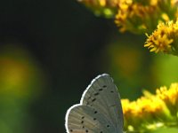 Celastrina argiolus 42, Boomblauwtje, Saxifraga-Hans Dekker