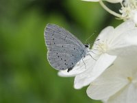 Celastrina argiolus 47, Boomblauwtje, Saxifraga-Luuk Vermeer