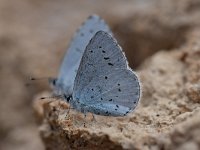 Celastrina argiolus 49, Boomblauwtje, Saxifraga-Luuk Vermeer