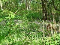 Celastrina argiolus 5, Boomblauwtje, habitat, Vlinderstichting-Henk Bosma