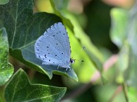 Celastrina argiolus 55, Boomblauwtje, Saxifraga-Tom Heijnen