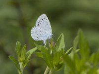 Celastrina argiolus 6, Boomblauwtje, laying eggs, Vlinderstichting-Henk Bosma