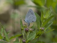 Celastrina argiolus 7, Boomblauwtje, laying eggs, Vlinderstichting-Henk Bosma