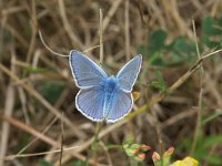 Celastrina argiolus 8, Boomblauwtje, male, Saxifraga-Willem Jan Hoefnagel  Minolta DSC