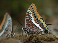 Charaxes jasius 10, Pasja, Vlinderstichting-Jaap Bouwman