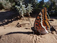 Charaxes jasius 11, Pasja, Saxifraga-Ed Stikvoort