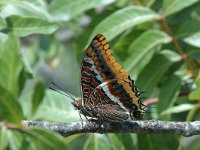 Charaxes jasius 3, Pasja, Saxifraga-Jan van der Straaten