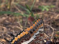 Charaxes jasius 6, Pasja, Vlinderstichting-Kars Veling