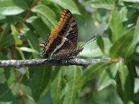 Charaxes jasius 7, Pasja, Saxifraga-Jan van der Straaten