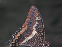 Charaxes jasius 8, Pasja, Saxifraga-Frits Bink