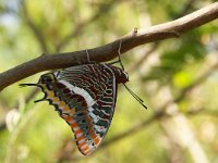 Charaxes jasius 9, Pasja, Vlinderstichting-Chris van Swaay  Pasha Charaxes jasius