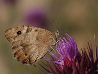 Chazara briseis 9, Heremiet, Vlinderstichting-Albert Vliegenthart