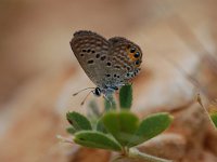 Chilades trochylus 2, Heliotroopblauwtje, Vlinderstichting-Albert Vliegenthart