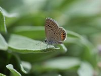 Chilades trochylus 3, Heliotroopblauwtje, Vlinderstichting-Albert Vliegenthart