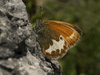 Coenonympha arcania 12, Tweekleurig hooibeestje, Saxifraga-Jan van der Straaten