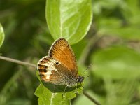 Coenonympha arcania 13, Tweekleurig hooibeestje, Saxifraga-Marijke Verhagen