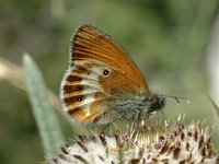 Coenonympha arcania 14, Tweekleurig hooibeestje, Saxifraga-Marijke Verhagen