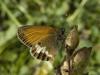 Coenonympha arcania 16, Tweekleurig hooibeestje, Saxifraga-Marijke Verhagen