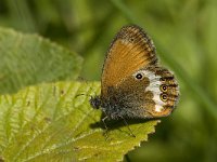 Coenonympha arcania 17, Tweekleurig hooibeestje, Saxifraga-Willem van Kruijsbergen