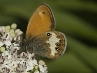 Coenonympha arcania 19, Tweekleurig hooibeestje, Saxifraga-Marijke Verhagen