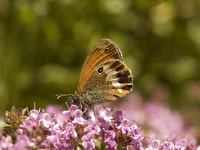 Coenonympha arcania 21, Tweekleurig hooibeestje, Saxifraga-Marijke Verhagen