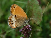 Coenonympha arcania 23, Tweekleurig hooibeestje, Vlinderstichting-Albert Vliegenthart