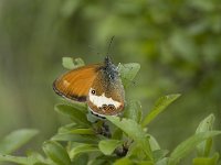 Coenonympha arcania 24, Tweekleurig hooibeestje, Vlinderstichting-Henk Bosma