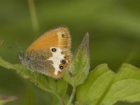 Coenonympha arcania 28, Tweekleurig hooibeestje, Saxifraga-Jan van der Straaten